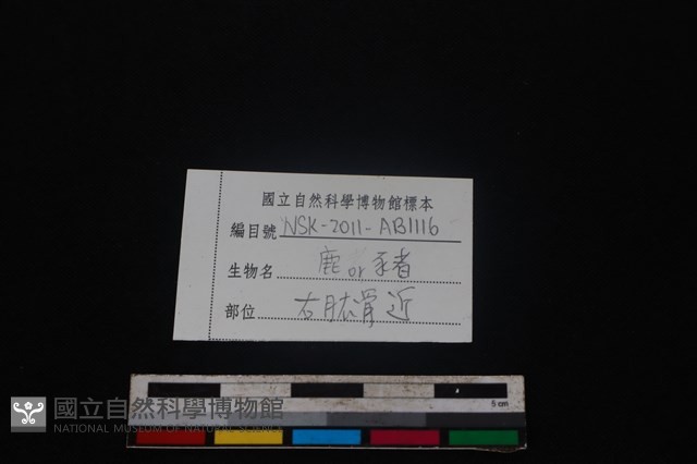 偶蹄目骨藏品圖，第3張