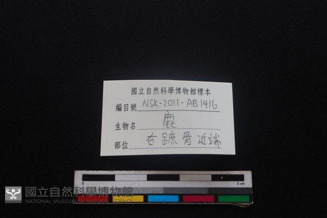 梅花鹿骨藏品圖，第3張