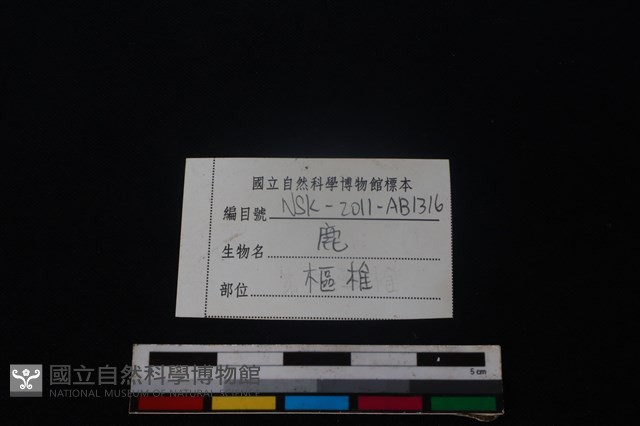 梅花鹿骨藏品圖，第3張