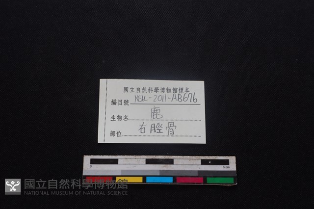 梅花鹿骨藏品圖，第3張