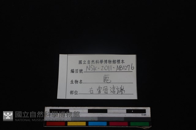 梅花鹿骨藏品圖，第3張