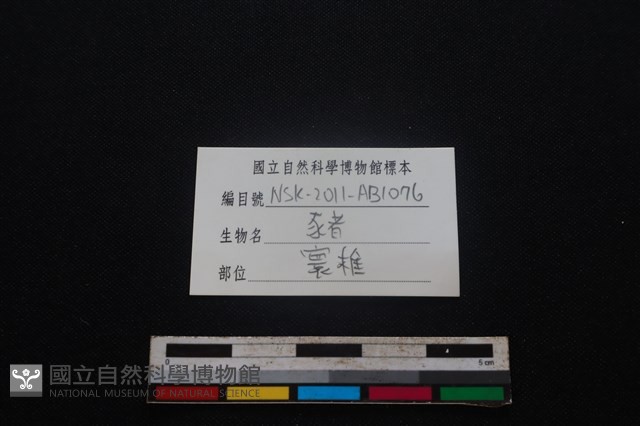 豬骨藏品圖，第3張