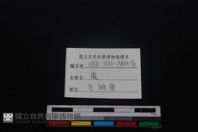 梅花鹿骨藏品圖，第3張