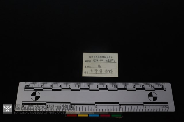 梅花鹿骨藏品圖，第3張