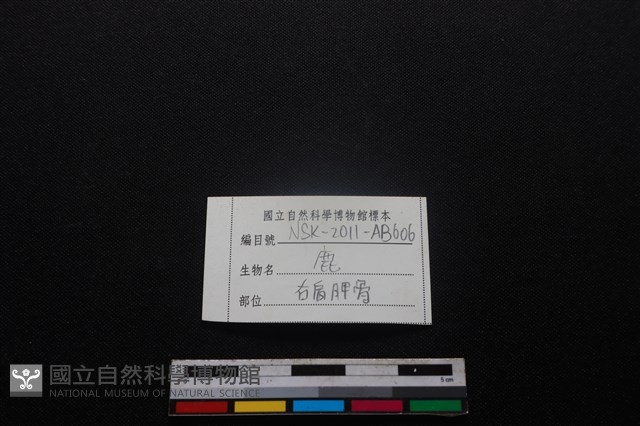 梅花鹿骨藏品圖，第3張