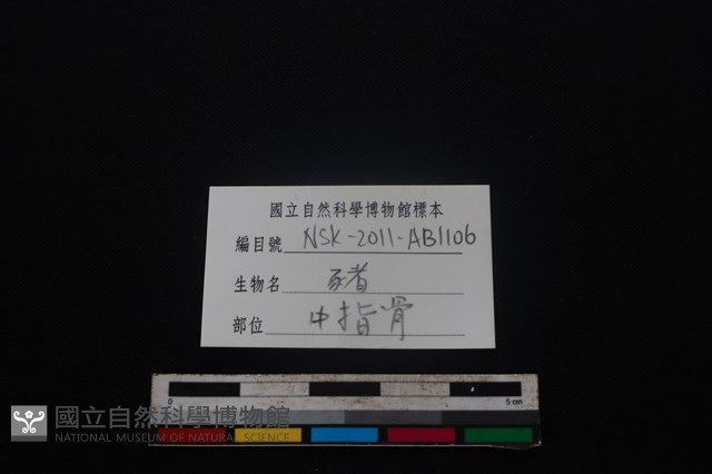 豬骨藏品圖，第3張