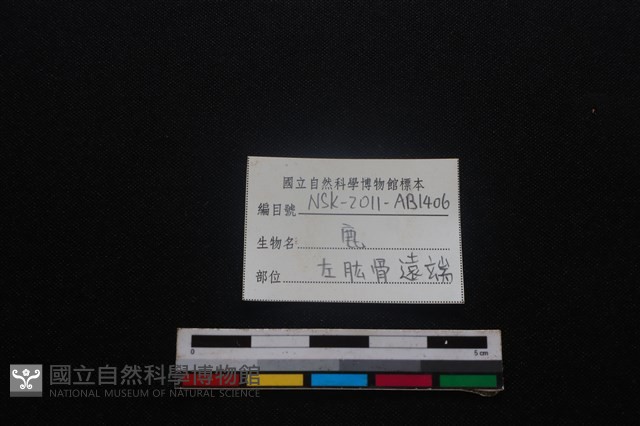 梅花鹿骨藏品圖，第3張