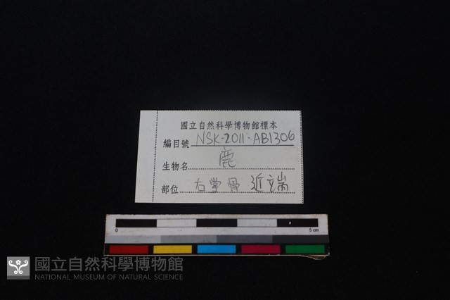 梅花鹿骨藏品圖，第3張