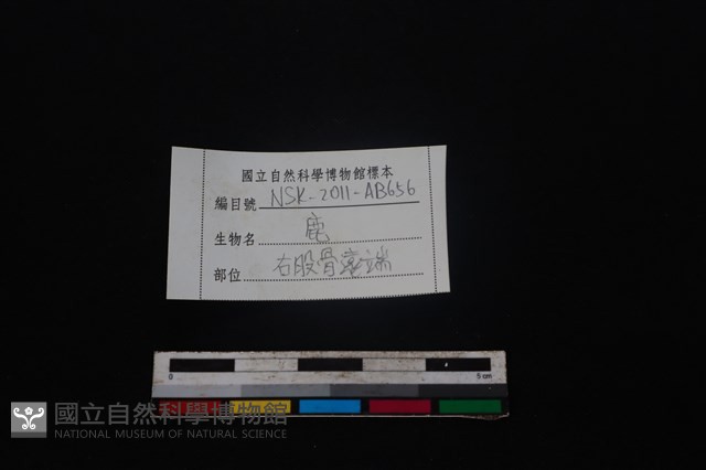 梅花鹿骨藏品圖，第3張