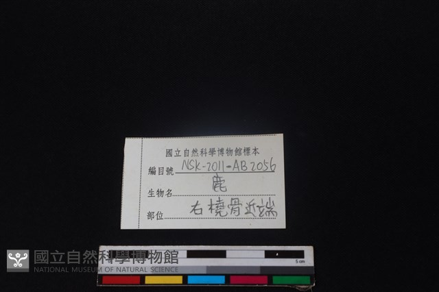 梅花鹿骨藏品圖，第3張