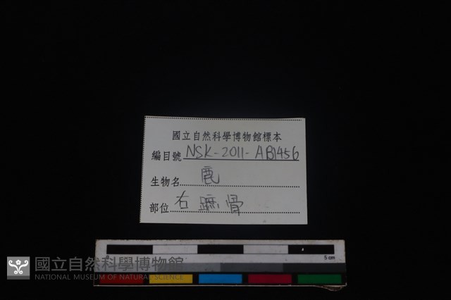 梅花鹿骨藏品圖，第3張