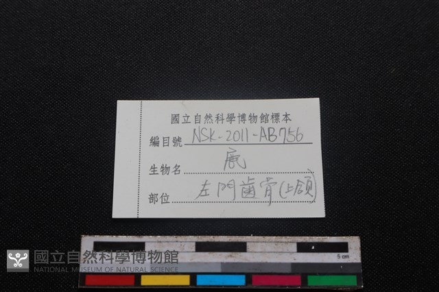 梅花鹿骨藏品圖，第3張