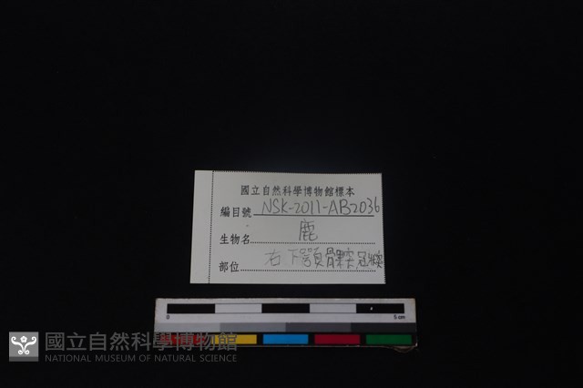 梅花鹿骨藏品圖，第3張