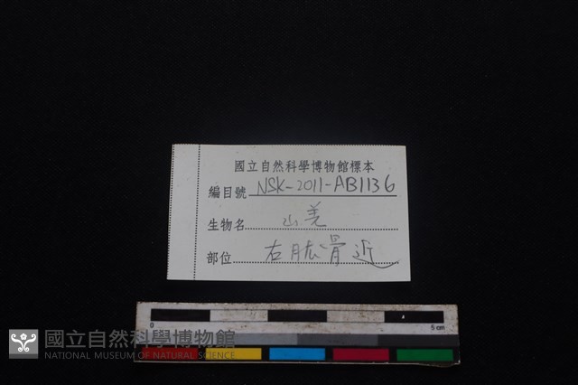 山羌骨藏品圖，第3張