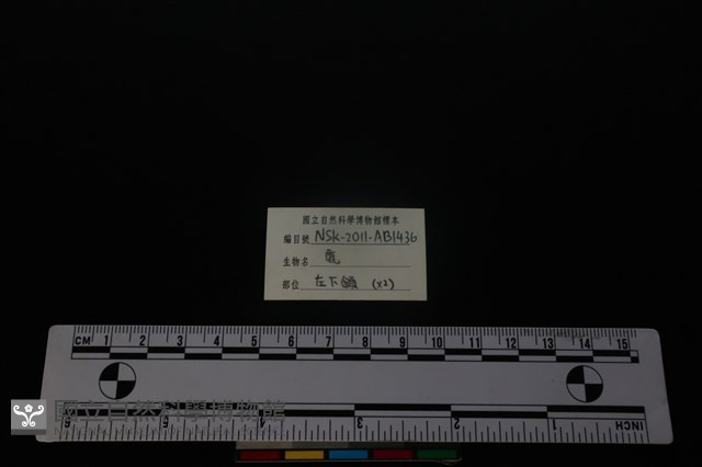 梅花鹿骨藏品圖，第3張