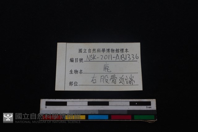 梅花鹿骨藏品圖，第3張