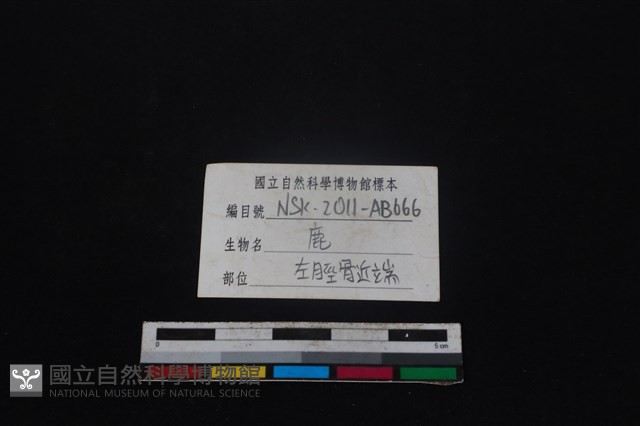 梅花鹿骨藏品圖，第3張