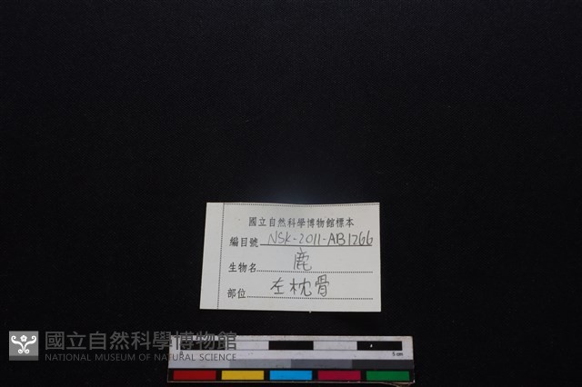 梅花鹿骨藏品圖，第3張