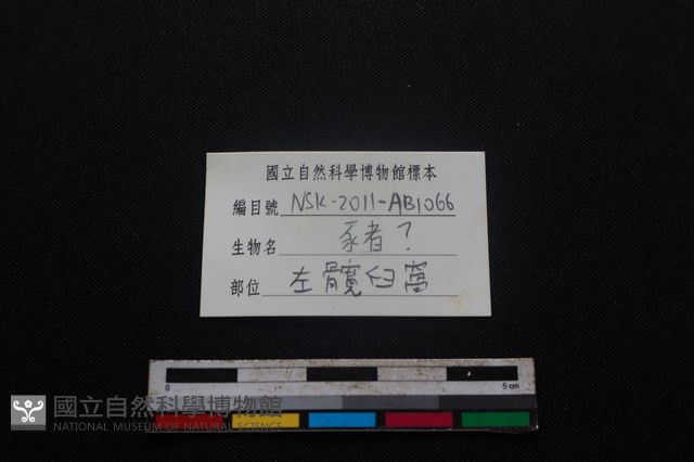 豬骨藏品圖，第3張