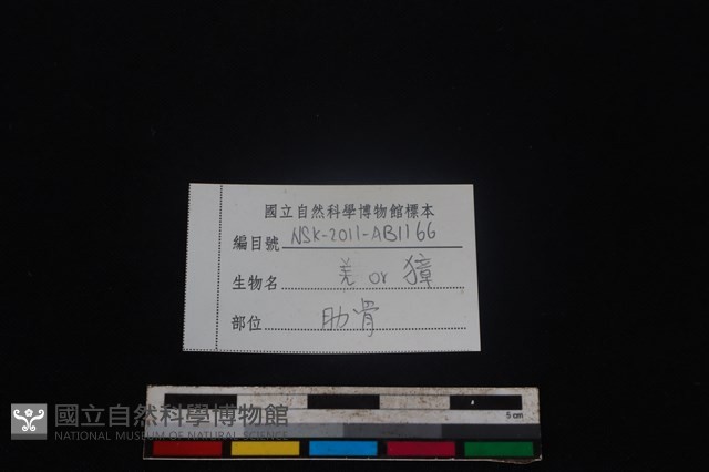 鹿科骨藏品圖，第3張