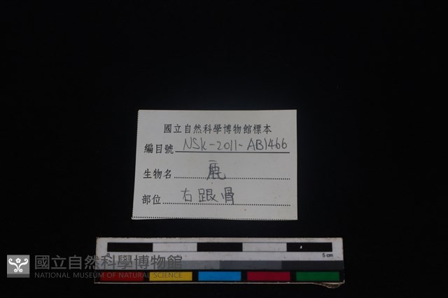 梅花鹿骨藏品圖，第3張