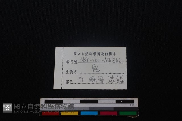 梅花鹿骨藏品圖，第3張