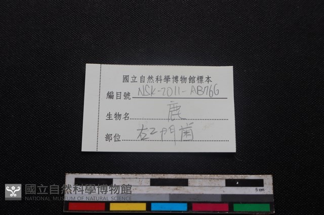 梅花鹿骨藏品圖，第3張