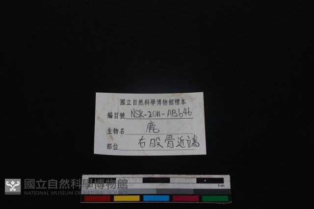 梅花鹿骨藏品圖，第3張