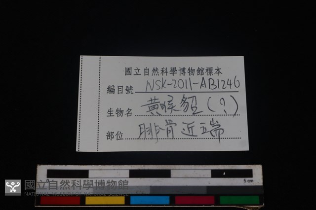 食肉目骨藏品圖，第3張