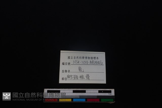 梅花鹿骨藏品圖，第3張