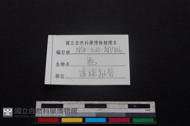 梅花鹿骨藏品圖，第3張