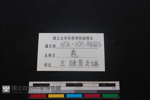梅花鹿骨藏品圖，第3張