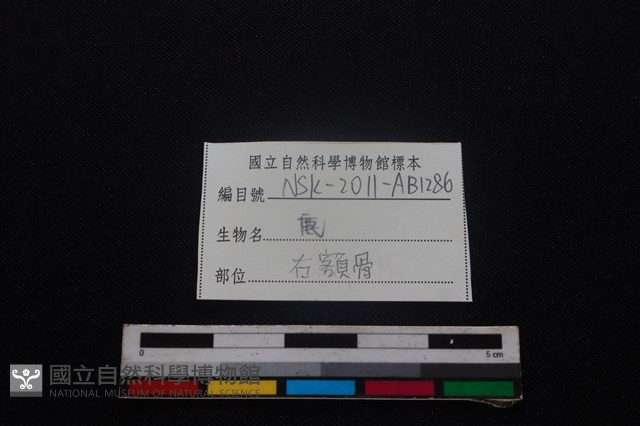 梅花鹿骨藏品圖，第3張