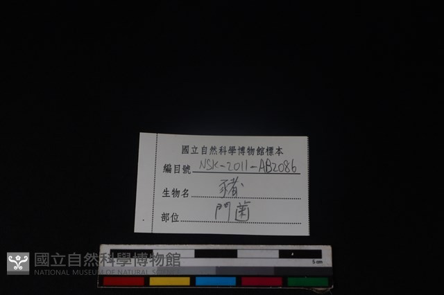豬骨藏品圖，第3張