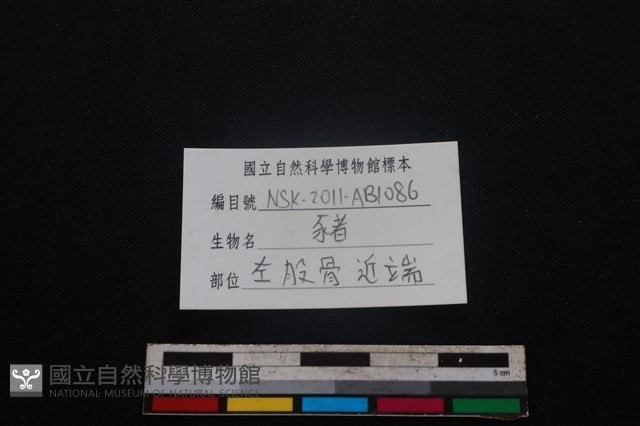 豬骨藏品圖，第3張