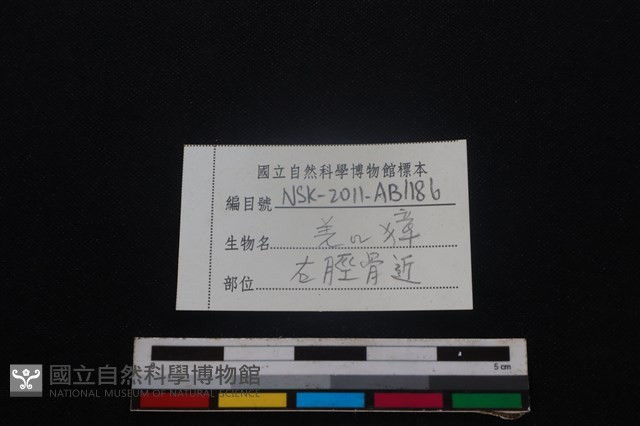 鹿科骨藏品圖，第3張