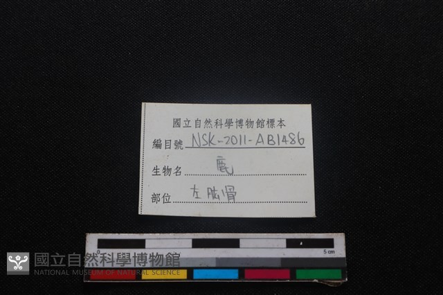 梅花鹿骨藏品圖，第3張