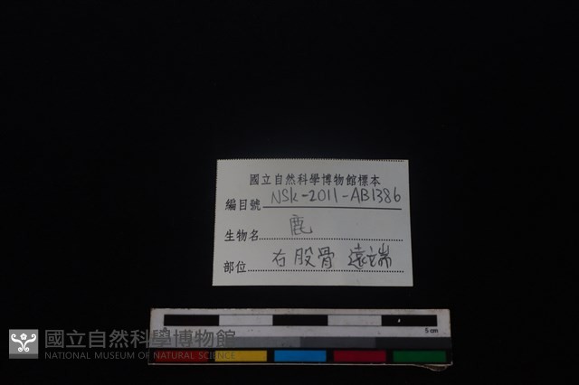 梅花鹿骨藏品圖，第3張