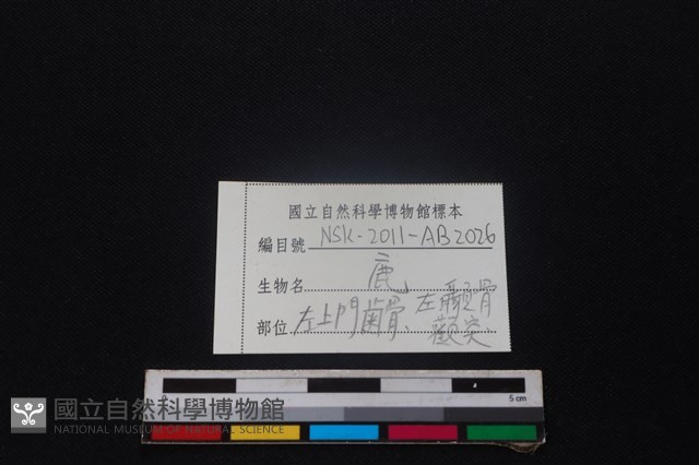 梅花鹿骨藏品圖，第3張