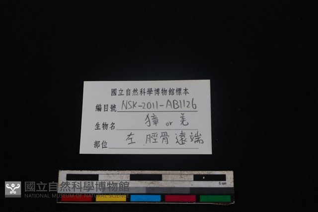鹿科骨藏品圖，第3張