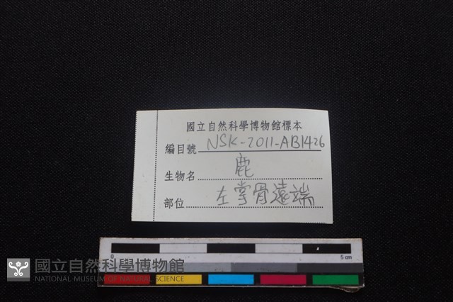 梅花鹿骨藏品圖，第3張