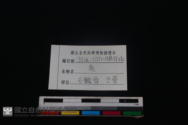 梅花鹿骨藏品圖，第3張