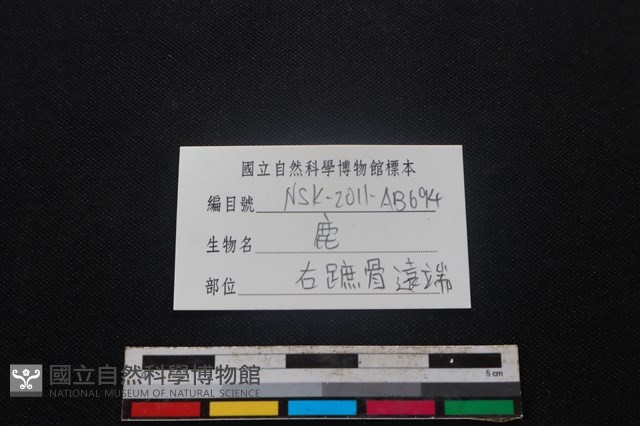 梅花鹿骨藏品圖，第3張