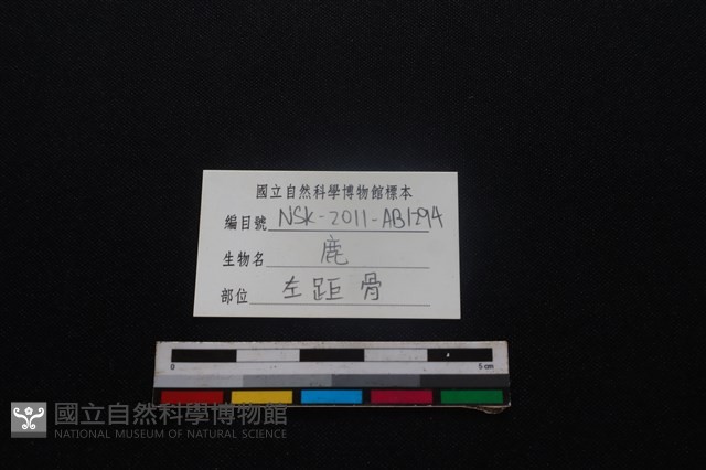 梅花鹿骨藏品圖，第3張