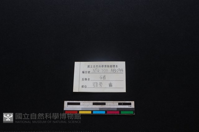 豬骨藏品圖，第3張