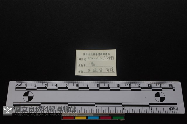 梅花鹿骨藏品圖，第3張