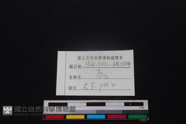 梅花鹿骨藏品圖，第3張