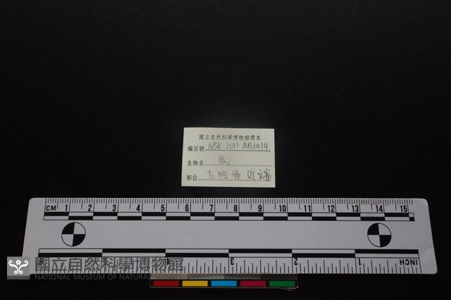 梅花鹿骨藏品圖，第3張