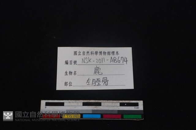 梅花鹿骨藏品圖，第3張
