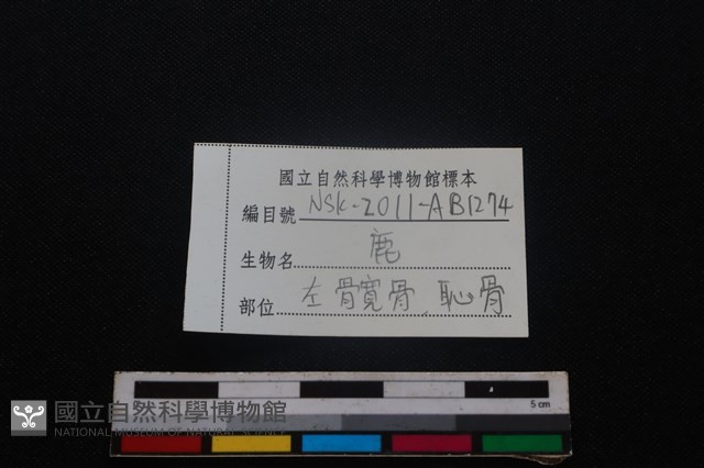 梅花鹿骨藏品圖，第3張